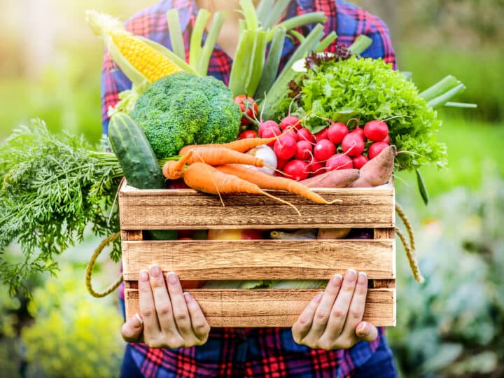 Farmer woman holding wooden box full of fresh raw vegetables. Basket with vegetable (cabbage, ...